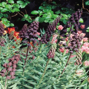 Fritillaria Persica