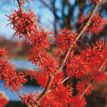 Hamamelis Diana Red Hamamelis Diana Red