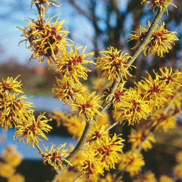 Hamamelis Vernus Yellow Hamamelis Vernus Yellow