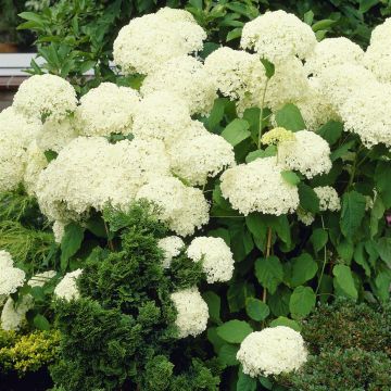 Hydrangea arborescens