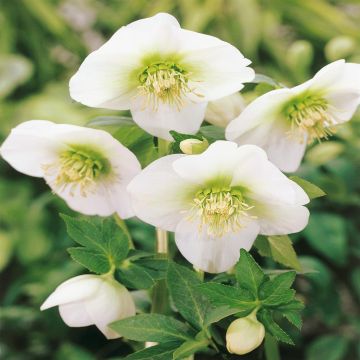 Helleboris niger white
