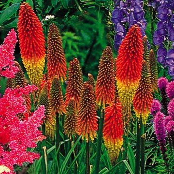 Kniphovia uvaria
