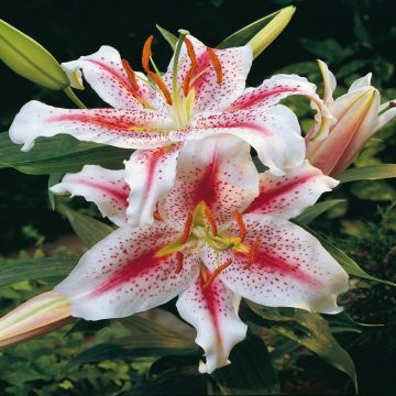 Lilium orientale Stargazer Lilium orientale Stargazer