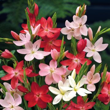 Schizostylis coccinea Mix Kaffir Lily Schizostylis coccinea Mix Kaffir Lily