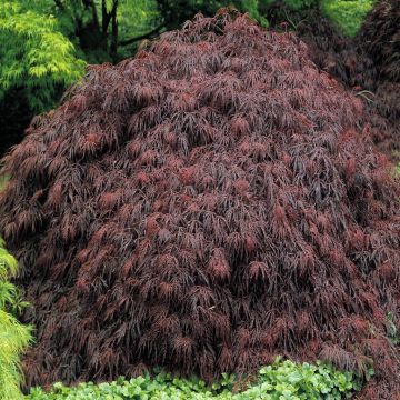 Acer palmatum Burgundy Lace