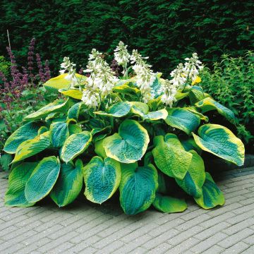 Hosta Francis Williams Hosta Francis Williams