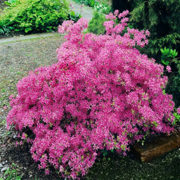 Azalea Hybrid pink