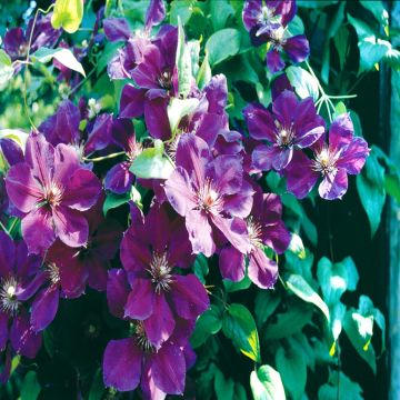 Clematis 'Jackmanii Superba' Clematis 'Jackmanii Superba'