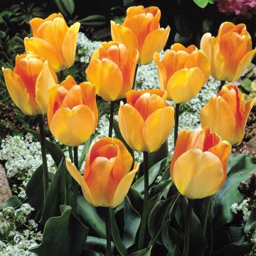 Tulip Darwin Hybrid Daydream A