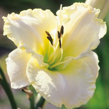 Hemerocallis Glacier Bay