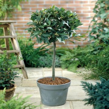 Laurus nobilis