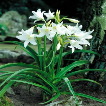Crinium Powelli White Crinium Powelli White
