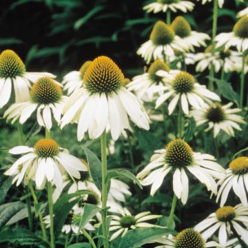 Echinacea atrop. alba 2 Echinacea atrop. alba 2