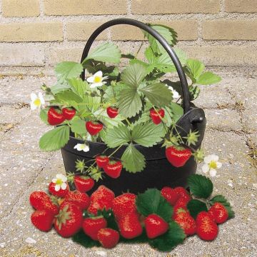 FragariaStrawberryCouldrn B