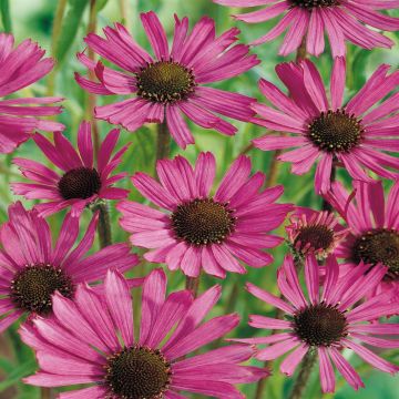 Echinacea angustiflora Rock Echinacea angustiflora Rock