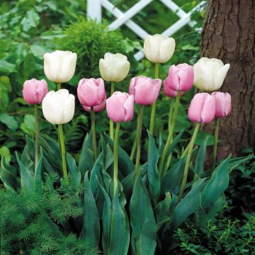 Tulip Combo Esther Maureen