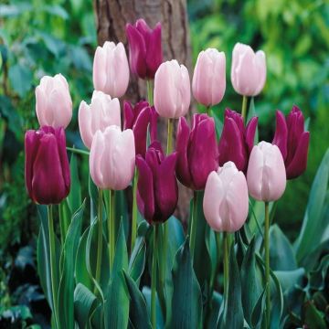Tulip Combo Passionale