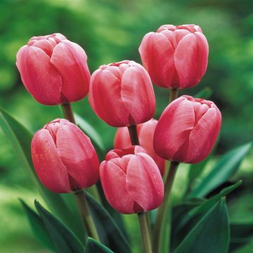 Tulip Darwin Hybrid Pink Impression Tulip Darwin Hybrid Pink Impression