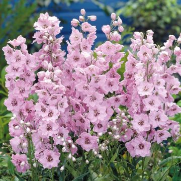 Delphinium hybrid 'Pacific Giants' pink Delphinium hybrid 'Pacific Giants' pink