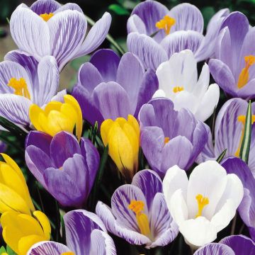 Crocus vernus Mix B Crocus vernus Mix B