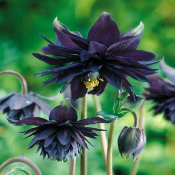 Aquilegia Vulgaris Black Aquilegia Vulgaris Black