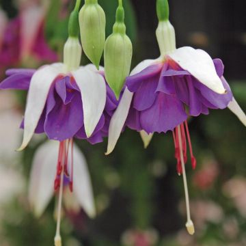 Fuchsia Blue Angel Fuchsia Blue Angel