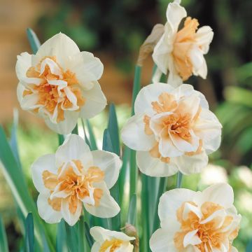 Delnashaugh Delnashaugh