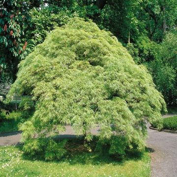 Acer palmatum Osakazuki bj flora