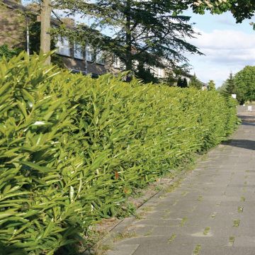 Prunus Laurocerasus A Prunus Laurocerasus A