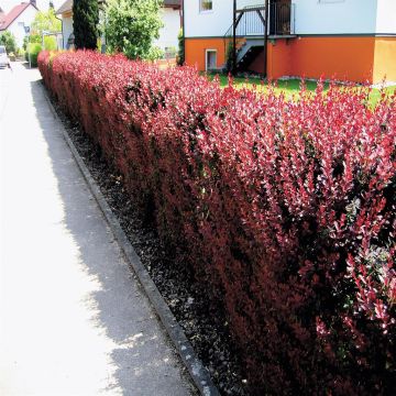 Berberis atropurpurea