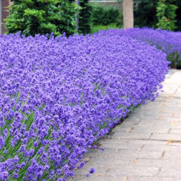Lavendel Hedge C Lavendel Hedge C