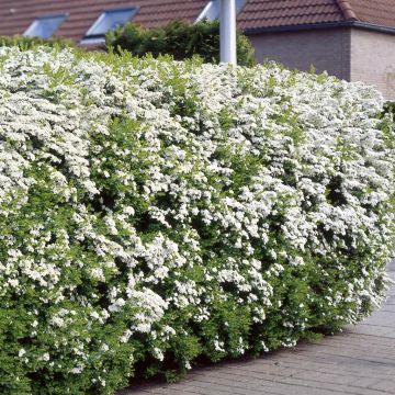 Spiraea arguta Hedge