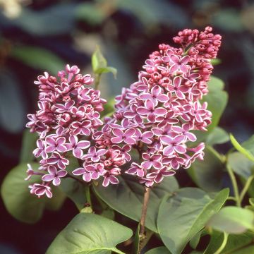 Syringa vulgaris pink Syringa vulgaris pink