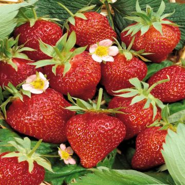 Fragaria Ostare C Fragaria Ostare C