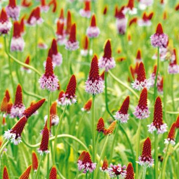 Primula vialii Primula vialii