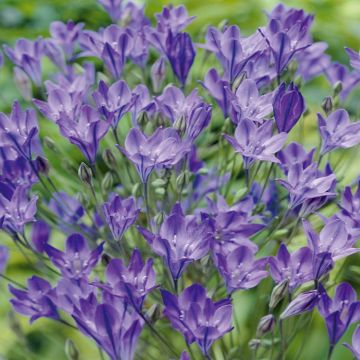 Brodiaea Alllure