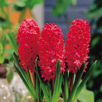 Hyacinth Red Los