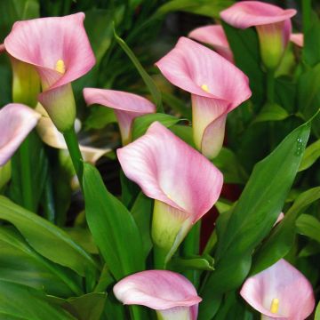 Zantedeschia Pink Zantedeschia Pink