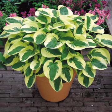 Hosta Brim Cup Hosta Brim Cup