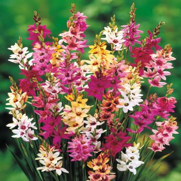 Ixia Mix B