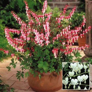 Dicentra Collection