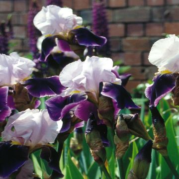 Iris barbata Purple - White B Iris barbata Purple - White B