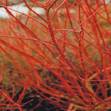 Cornus alba siberica