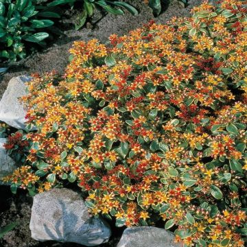 Sedum kamschaticum Sedum kamschaticum