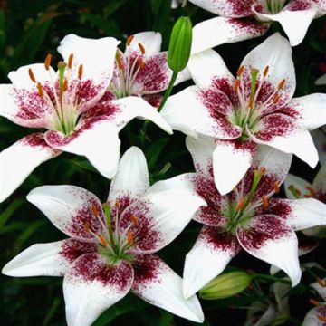Lilium asiatic Cecil Lilium asiatic Cecil