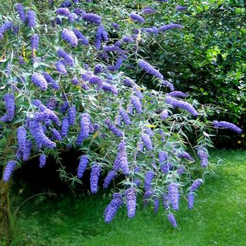 Buddleia davidii Adonis Blue
