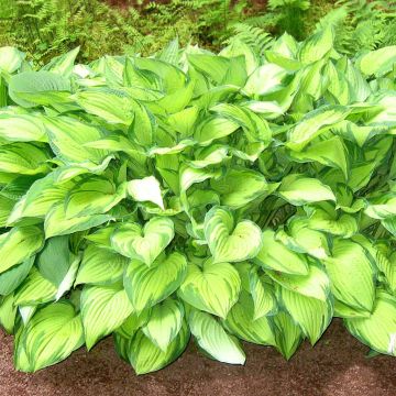 Hosta fortunei Albopicta Hosta fortunei Albopicta