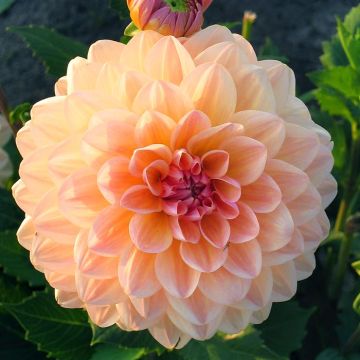 Dahlia dec  Maya