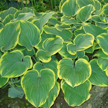 Hosta Wide Brim Hosta Wide Brim