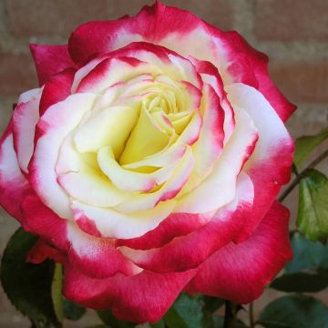 Double Delight Double Delight